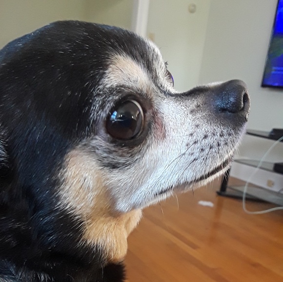 Meet your Posher, Jessica - Picture 1 of 1